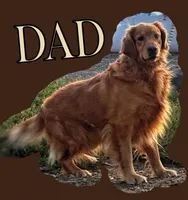 Ember , a male Golden Retriever for sale in Holmesville, OH – 10 of 10