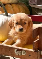 Aspen, a female Golden Retriever for sale in Holmesville, OH – 8 of 10