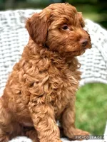 Rowan F1B, a male Miniature Goldendoodle for sale in Holmesville, OH – 3 of 7