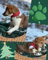 Joplin, a female Shiba Inu for sale in Holmesville, OH – Photo 3 of 5