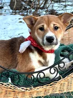 Joplin, a female Shiba Inu for sale in Holmesville, OH – Photo 4 of 5