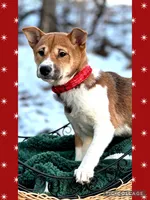 Joplin, a female Shiba Inu for sale in Holmesville, OH – Photo 2 of 5
