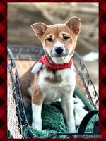 Joplin, a female Shiba Inu for sale in Holmesville, OH – Photo 5 of 5