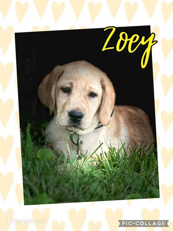 Zoey ACA – Labrador Retriever puppy for sale in Holmesville, OH
