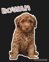Rowan F1B, a male Miniature Goldendoodle for sale in Holmesville, OH – 2 of 7