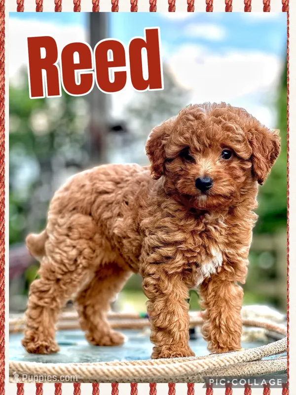 Reed F1B – Miniature Goldendoodle puppy for sale in Holmesville, OH