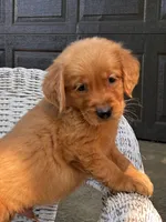 Ember , a male Golden Retriever for sale in Holmesville, OH – 9 of 10
