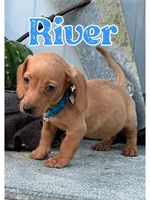 River, a male Miniature Dachshund for sale in Holmesville, OH – Photo 2 of 3