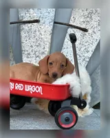 River, a male Miniature Dachshund for sale in Holmesville, OH – Photo 1 of 3