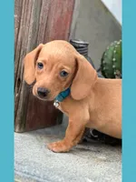 River, a male Miniature Dachshund for sale in Holmesville, OH – Photo 3 of 3
