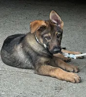 Bridget AKC, a female German Shepherd Dog for sale in Holmesville, OH – 7 of 9