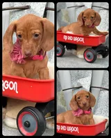 Dahlia, a female Miniature Dachshund for sale in Holmesville, OH – Photo 4 of 4