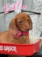Dahlia, a female Miniature Dachshund for sale in Holmesville, OH – Photo 2 of 4