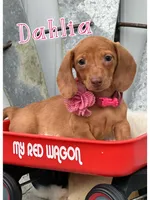Dahlia, a female Miniature Dachshund for sale in Holmesville, OH – Photo 3 of 4