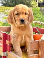 Goldenrod, a female Golden Retriever for sale in Holmesville, OH – 6 of 6