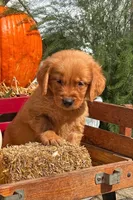 Ember , a male Golden Retriever for sale in Holmesville, OH – 6 of 10