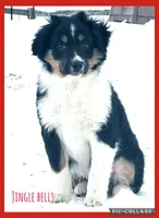 Dasher, a male Miniature Australian Shepherd for sale in Holmesville, OH – Photo 1 of 2