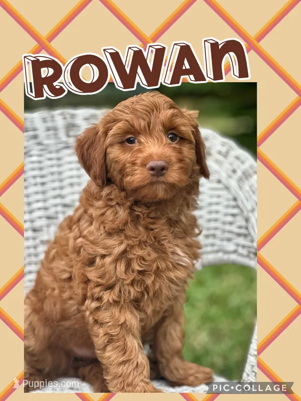 Rowan F1B – Miniature Goldendoodle puppy for sale in Holmesville, OH