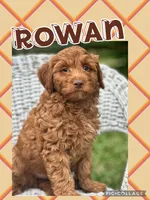 Rowan F1B, a male Miniature Goldendoodle for sale in Holmesville, OH – 1 of 7