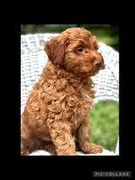Rowan , a male Miniature Goldendoodle for sale in Holmesville, OH – 3 of 7