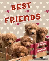 Flynn, a male Miniature Goldendoodle for sale in Holmesville, OH – 7 of 8