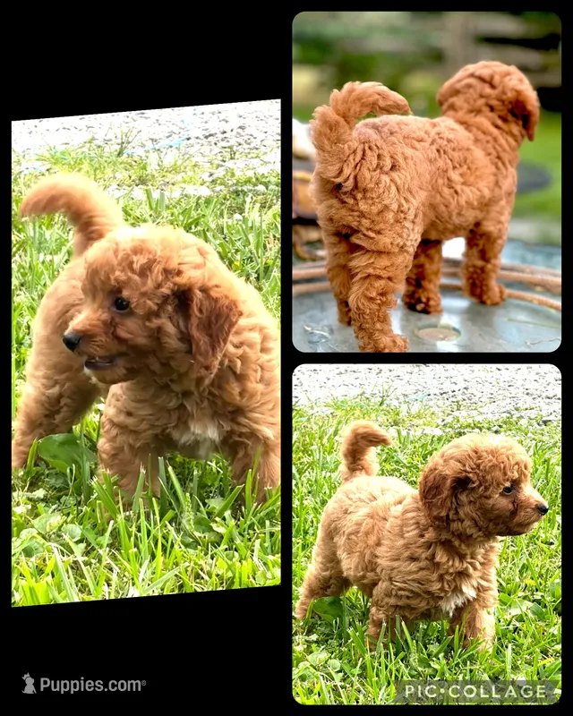 Reed F1B – Miniature Goldendoodle puppy for sale in Holmesville, OH