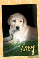 Zoey ACA, a female Labrador Retriever for sale in Holmesville, OH – 4 of 6