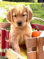 Goldenrod, a female Golden Retriever for sale in Holmesville, OH – 4 of 6