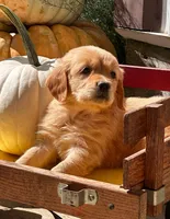Aspen, a female Golden Retriever for sale in Holmesville, OH – 6 of 10