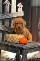 Ember , a male Golden Retriever for sale in Holmesville, OH – 4 of 10