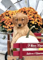 Sunset, a female Golden Retriever for sale in Holmesville, OH – 5 of 6