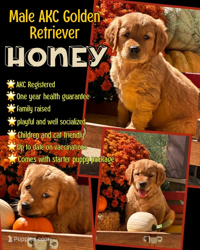 Honey – Golden Retriever puppy for sale in Holmesville, OH