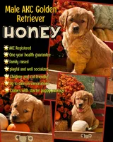 Honey, a male Golden Retriever for sale in Holmesville, OH – 1 of 6