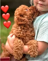 Flynn F1B, a male Miniature Goldendoodle for sale in Holmesville, OH – 4 of 5