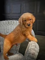 Ember , a male Golden Retriever for sale in Holmesville, OH – 3 of 10
