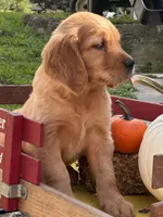 Goldenrod, a female Golden Retriever for sale in Holmesville, OH – 5 of 6