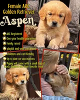 Aspen, a female Golden Retriever for sale in Holmesville, OH – 7 of 10
