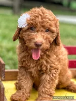 Rory F1B, a female Miniature Goldendoodle for sale in Holmesville, OH – 2 of 6