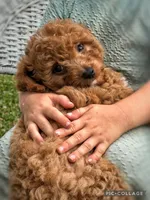 Reed F1B, a male Miniature Goldendoodle for sale in Holmesville, OH – 4 of 10