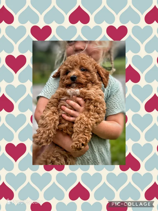 Reed F1B – Miniature Goldendoodle puppy for sale in Holmesville, OH
