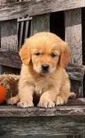 Aspen, a female Golden Retriever for sale in Holmesville, OH – 5 of 10