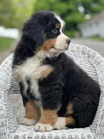 Banjo AKC, a male Bernese Mountain Dog for sale in Holmesville, OH – 6 of 6