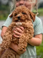 Reed F1B, a male Miniature Goldendoodle for sale in Holmesville, OH – 3 of 10