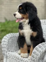 Theo AKC, a male Bernese Mountain Dog for sale in Holmesville, OH – 3 of 4