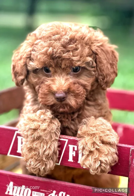 Flynn F1B – Miniature Goldendoodle puppy for sale in Holmesville, OH