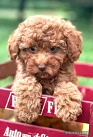 Flynn F1B, a male Miniature Goldendoodle for sale in Holmesville, OH – 5 of 5