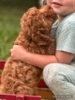 Flynn F1B, a male Miniature Goldendoodle for sale in Holmesville, OH – 2 of 5