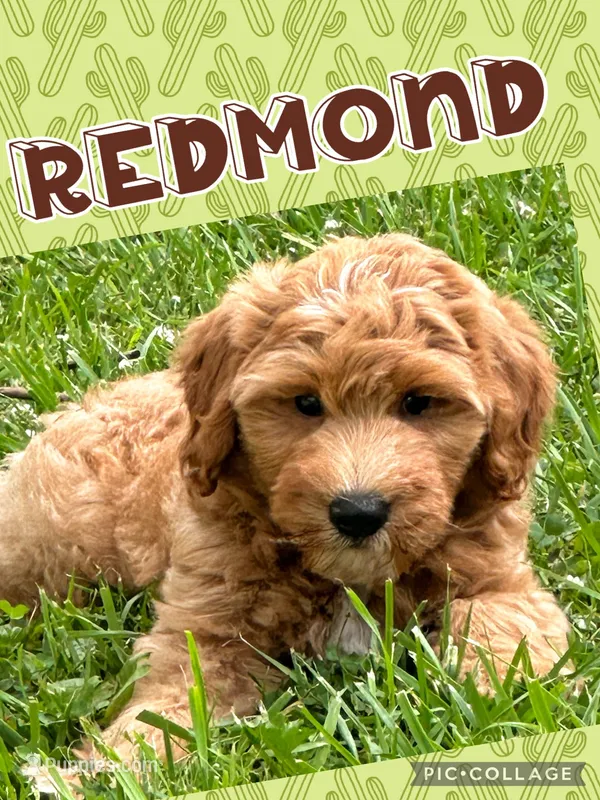 Redmond F1B – Miniature Goldendoodle puppy for sale in Holmesville, OH