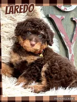 Laredo, a male Miniature Aussiedoodle for sale in Holmesville, OH – Photo 4 of 4