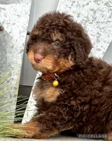 Laredo, a male Miniature Aussiedoodle for sale in Holmesville, OH – Photo 3 of 4